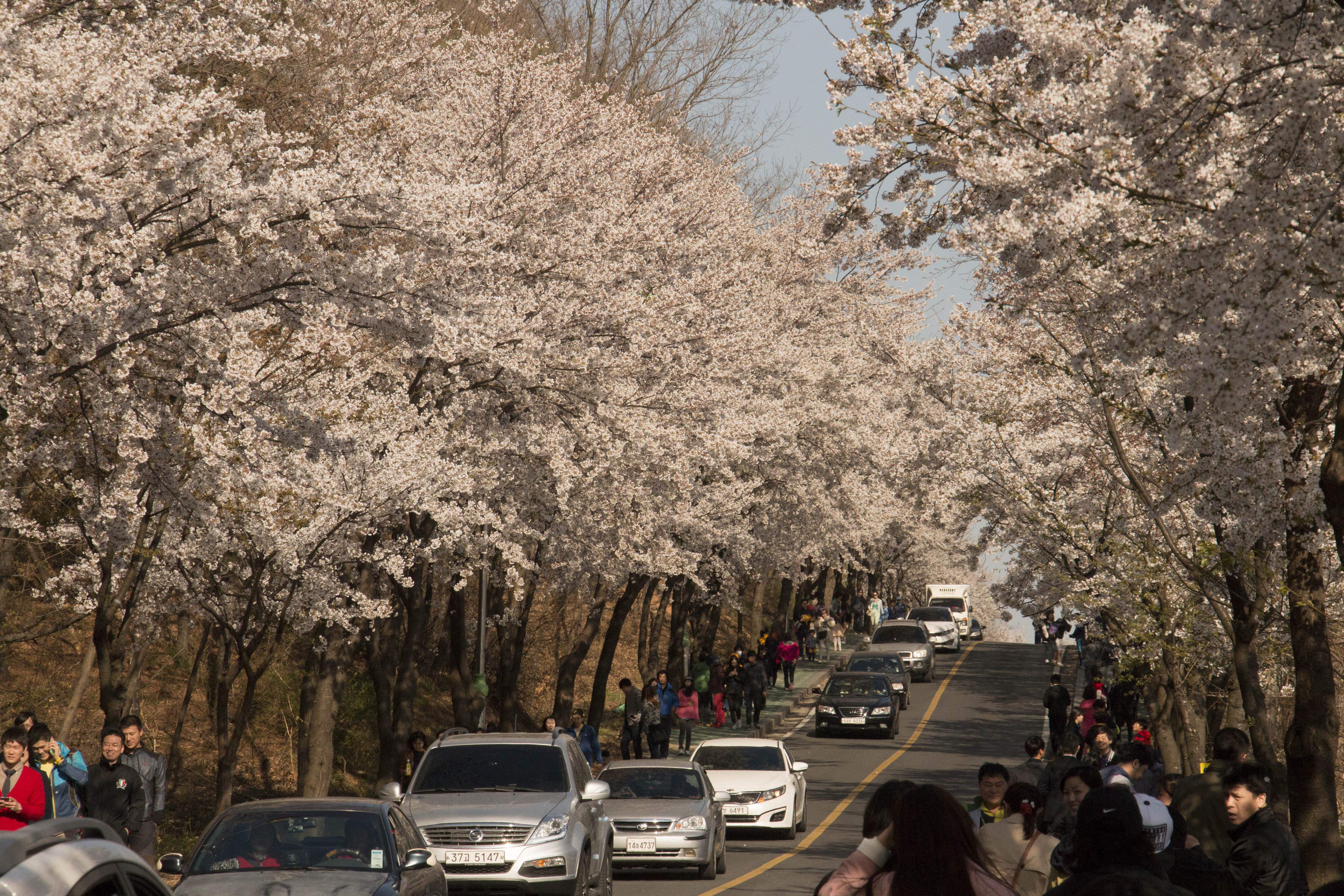 Jadwal Mekarnya Bunga  Sakura  di  Korea  Selatan  Skyscanner 