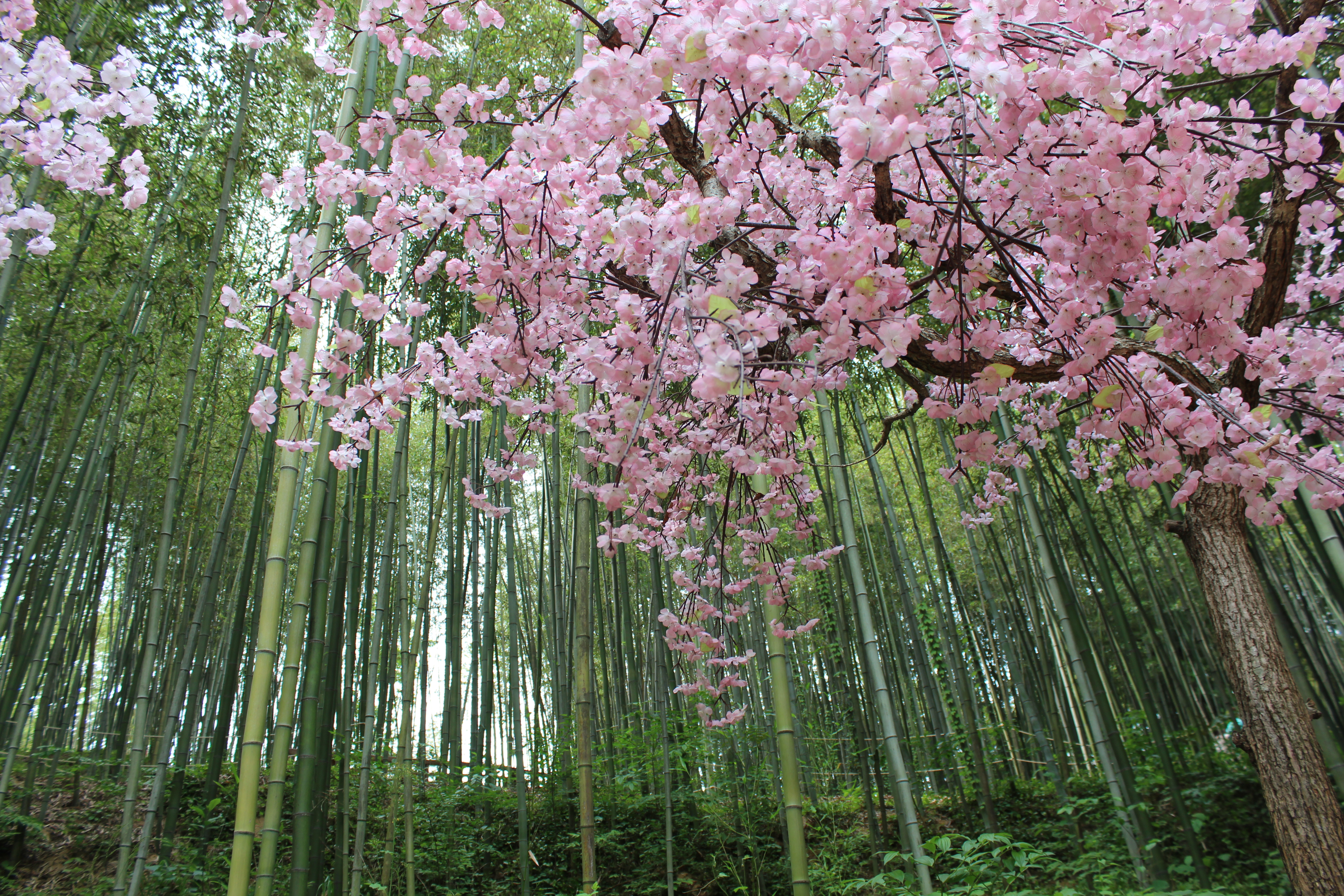 Jadwal Mekarnya Bunga Sakura di Korea Selatan - Skyscanner ...